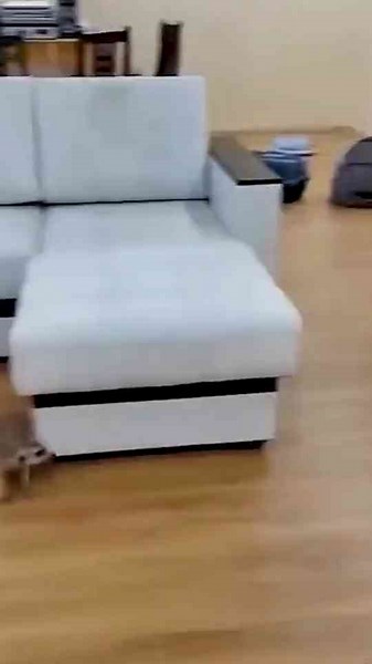 Charming Moments of Wild Pets with Their Humans