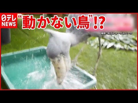 【ハシビロコウ】「動かない鳥」のはずが…“水ガブ飲み”…そして“こぼし過ぎ”