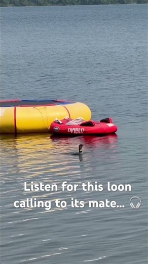 Listen to This Loon Call for Its Mate | Minnesota Wildlife