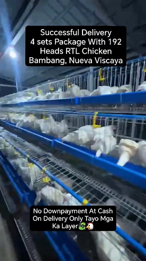 18K views · 181 reactions |  Start Your Own Dream Poultry Business Now Mga Ka Layer. We are Happy To be part of your egg layer business journey. For Details And Schedule Of Delivery. Message Us On Our FB Page Only. Happy Farming #business #farming #poultry @topfans 헦헲헿헲헻헶혁혆 헜헻혁헲헴헿헮혁헲헱 헙헮헿헺 | 헦헲헿헲헻헶혁혆 헜헻혁헲헴헿헮혁헲헱 헙헮헿헺 | Facebook