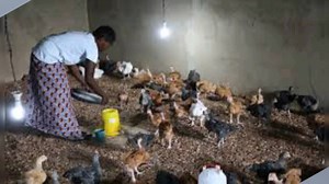  SPÉCIALE FORMATION EN ÉLEVAGE DE POULETS POUR LES FEMMES À L'OCCASION DU 8 MARS. NB: formation en ligne sur WhatsApp. 盧盧+226 74 52 49 90 WATHSAP ️DATES : 9, 10 ET 11 MARS 2022 ⌚Heures: 20h-21h30  Frais de participation : 600f | Ferme d'Afrique | Facebook