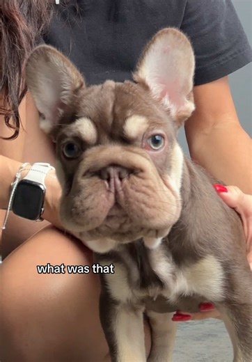 Adorable Frenchie Puppy Investigates New Sounds