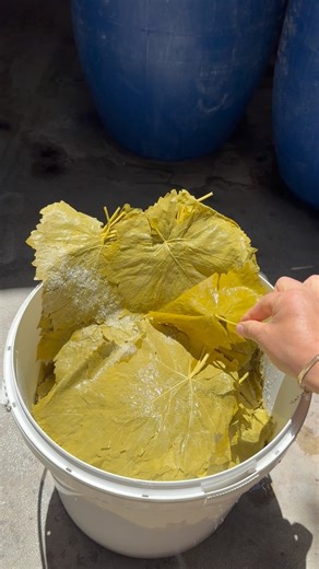 221K views · 95 reactions | DAHA ÇOK VE DAHA EKONOMİK YAPRAK...