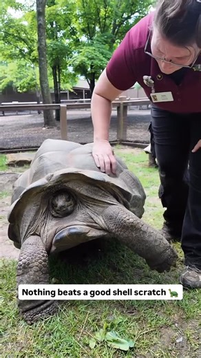 Animals Doing Things on Instagram: "Reminder that turtle shells are living, sensitive parts of their body — not just armor. They can feel every single scratch! ✨ @nashvillezoo"