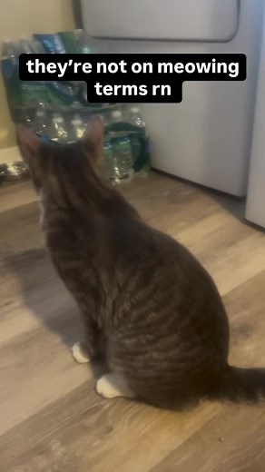 Funny Orange Cat 'Blep' Moments to Brighten Your Day