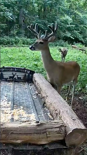 🦌 Massive 8-Point Buck Up Close! But Don’t Miss the 11-Point Behind Him! 👀🔥