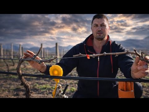 Growing and Pruning Grape Vines-Cane and Spur Prunning Part 3 (Begginner Guide, Mistakes and Rules)