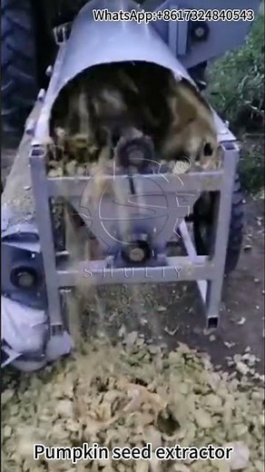 Pumpkin Seed Extraction Machine – Fast & Clean Seed Separation for Maximum Efficiency!