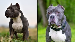 Why dangerous dogs are 'destroyed' and not 'put to sleep' or 'euthanised' as XL Bully dogs banned in UK