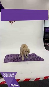 From puppy to partnership 💜🐾 Your generosity helps fuel every step of this incredible journey. From playful pup to fully trained assistance dog. Your donations help to bring independence and joy to disabled people across the UK. Until 10 December you can DOUBLE your donation to Canine Partners via The Big Give's Christmas Challenge and help us continue transforming lives! 💜💰 https://tinyurl.com/2hzknxb8 #ChristmasChallenge | Canine Partners