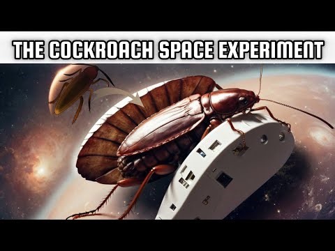 The Cockroach Space Experiment
