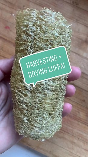 Harvesting and Drying Luffa to Prepare for Winter | Gardening Tips