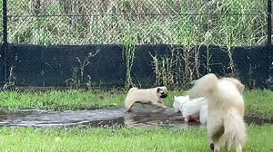 Just a bunch of seriously happy dogs, who are also really good friends, having a really good day on a farm together ... #intheplayground #wednesdaypack | Doggy Daycare Farm Trips