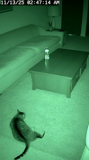 407K views · 4.9K reactions | Cat vs. Invisible Enemy: hydrated and haunted edition  The cat was minding her own business at 3AM when the water bottle YEETED itself off the table. No humans. No draft. Just a very confused cat and one seriously sus bottle. | FuFu’s Cat House | Facebook