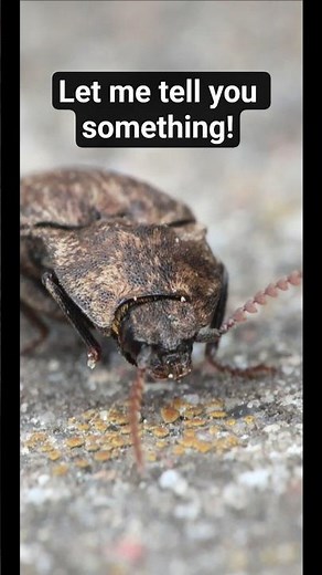 Sprakšķis / Mottled dingy-brown click beetle (Agrypnus murinus) #beetle #nature