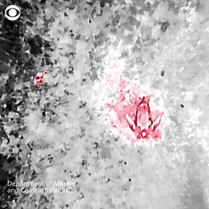 13K views · 591 reactions | Thermal drone footage captures a leatherback sea turtle – the world's largest turtle species – laying eggs along a beach in Phang Nga, Thailand, before going back out to sea. The eggs will incubate for about two months before hatching. | CBS News | Facebook