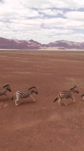 6.6K views · 95 reactions | Explore Namibia's iconic highlights! Join us on our 10 Day Best of Namibia Safari and experience untamed wilderness and raw beauty. From the towering red dunes of Sossusvlei to wildlife-rich Etosha National Park, memories are waiting to be made. Book your spot today at enquiries@wild-wings-safaris.com. | Wild Wings Safaris | Facebook