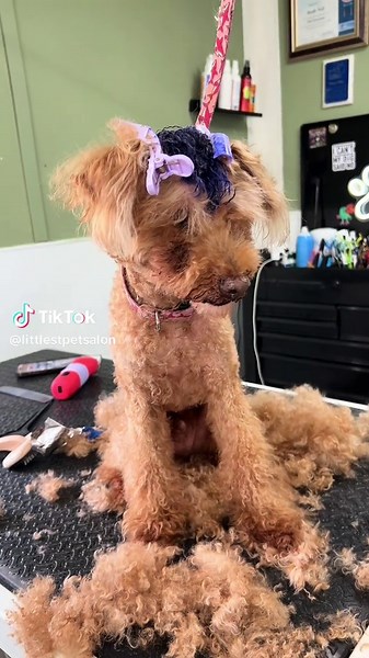 littlestpetsalon on TikTok
