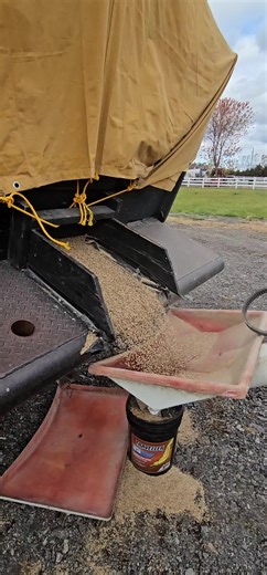 Maximize Your Farm's Potential with Organic Rye Cover Crop