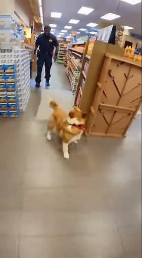 Sneaky Snack Thief Dog!