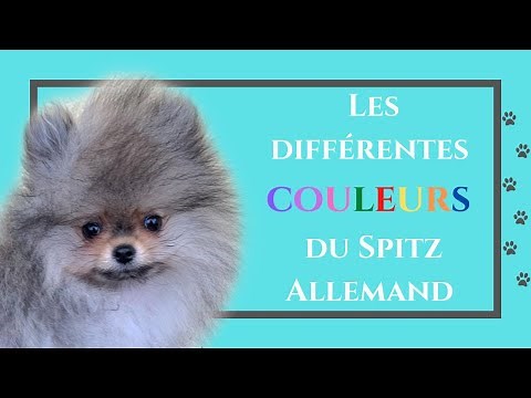 🐶 Les différentes couleurs du Spitz Allemand 🐾 : ✦ 100% #POMERANIAN (PARTIE N°2)