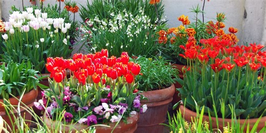 Gardening expert shares 'lightbulb technique' for planting bulbs