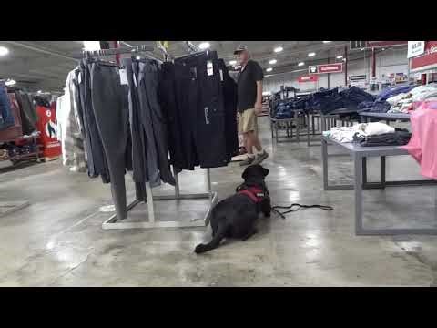Service Dog in Training Shopping with Handler
