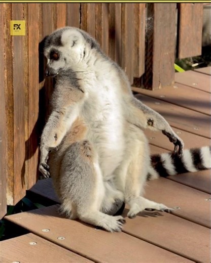 What If Animals Go to School? 😱