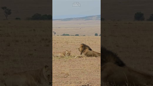 Jaw-Dropping Lion Growl Caught On Camera In Africa