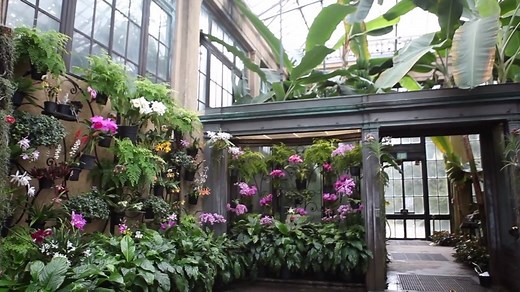 For nearly a century, Longwood has been fascinated by the diverse world of orchids. Today, we celebrate our extraordinary orchid collection with an annual display of color, pattern, and form. Learn more about our orchid collection and how it influences Orchid Extravaganza every year. | Longwood Gardens