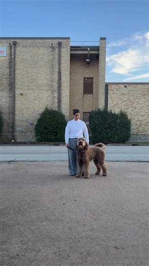 16 reactions · 4 comments | Get the big dog. 癩 Corduroy is a 70 pound chocolate Goldendoodle. He stands 27 inches tall at the withers. He walks tall with a confident head and a high happy tail. My heart dog leading the way every step. #standardgoldendoodle #chocolategoldendoodle #ganabreeders #GoldBadgeBreeder #TwilightDoodles #HeartDog #PreparedPuppyParents | Twilight Doodles | Facebook