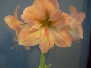 Amaryllis Rilona Hippeastrum