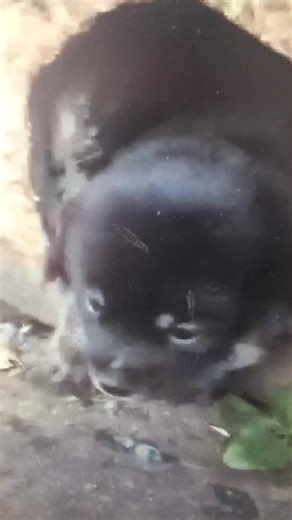 user5938461102615 (@cxghjy)’s videos with original sound - pipsgang005