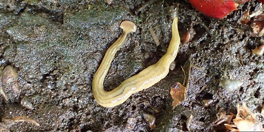 Is the hammerhead worm dangerous?