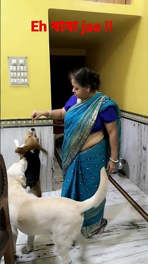 Beagle vs Labrador #petstory