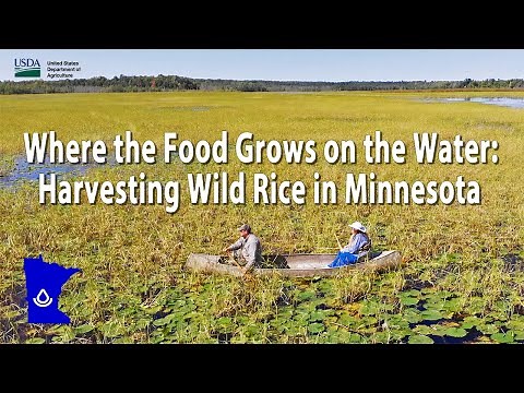 Where the Food Grows on the Water: Harvesting Wild Rice in Minnesota
