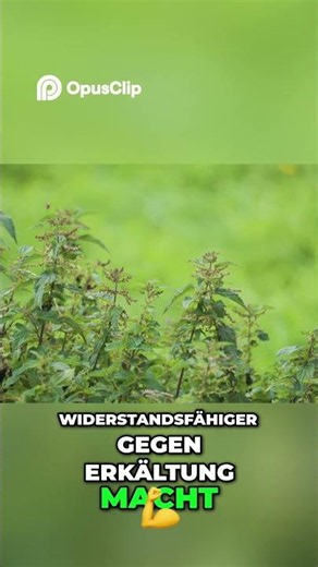 Brennnessel: Das Superkraut für Vitalität und Gesundheit