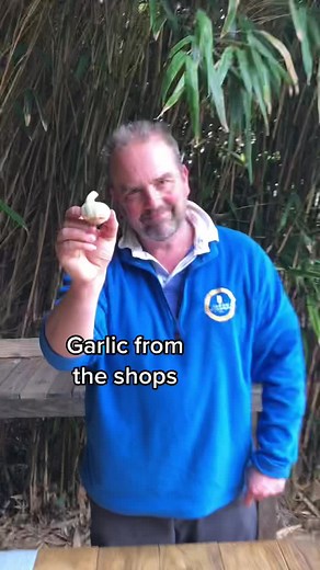 How to Grow Garlic at Home from Shop-Bought Cloves