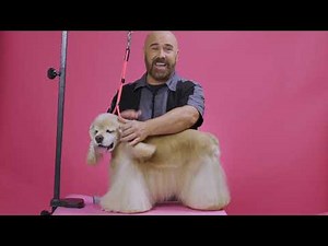 American Cocker Spaniel Grooming Tips w/ Jonathan David