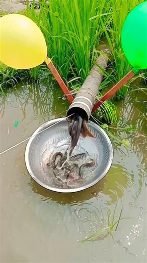 Unbelievable! Fishing with Plastic Pipe Traps in the River.#Catfish#Fishing#PipeTrap#RiverFishing