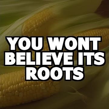 The Amazing Story of Corn: A Journey Through History and Cultivation