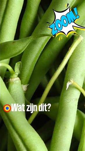 Long and green ... beans ❓ ... 🧐 | Zoom S3#53 | Kindertijd KRO-NCRV