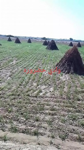 Exploring Stages of Wheat Growth in Rural Agriculture