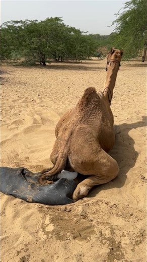 قال الجمل: سأجلس على الماء البارد