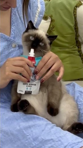 yummy treat🐈‍⬛🐾 #cat #tweening #kitten #catlife #catvideo #cute #catlovers #pets #catmemes #funny