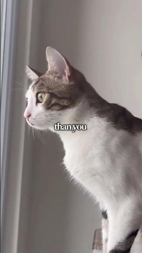 Does your cat's tail twitch like this? Watch out! #catsoftiktok #catcare