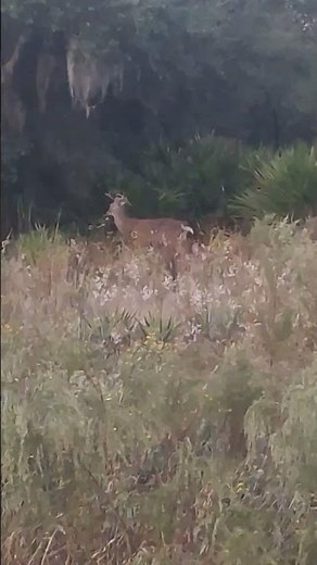 White-Tailed Deer Buck— A Peaceful Encounter in the Woods