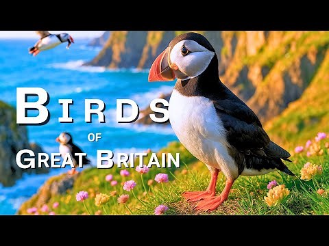 Birds of Great Britain | Educational Nature Film in 4K
