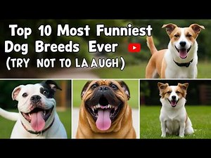 Top 10 Funniest Dog Breeds Ever (Try Not to Laugh)