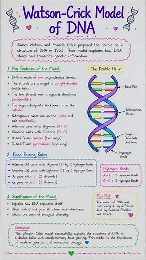 Watson & Crick Model of DNA 🧬 | DNA Double Helix Explained in 30 Seconds | Biology Shorts #biology